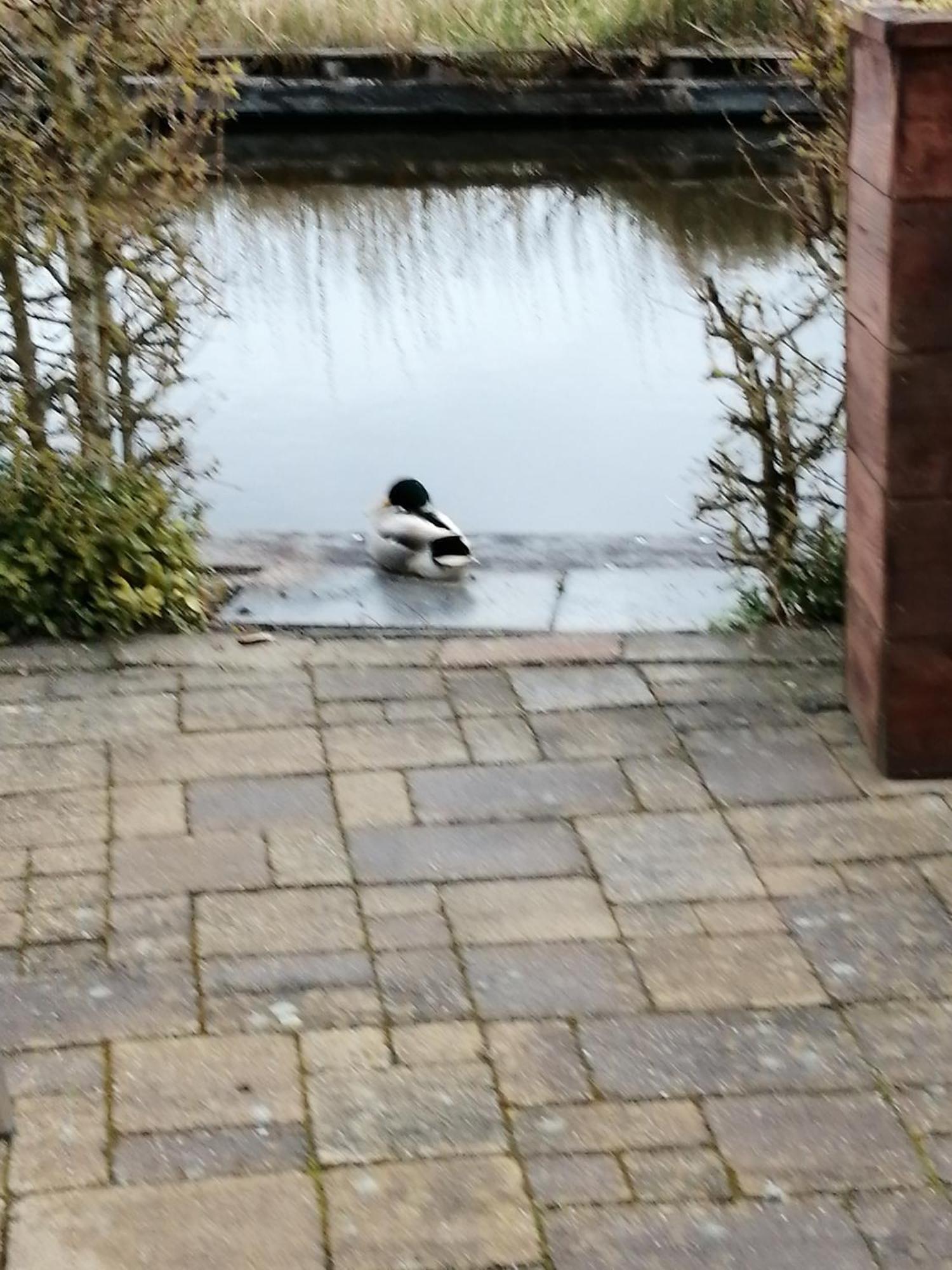 Wuivend Riet Gelegen Op Resort Venetie Giethoorn Rum bild